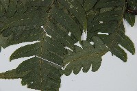 毛柄短腸蕨藏品圖，第3張