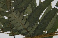 毛柄短腸蕨藏品圖，第5張