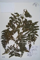 德氏雙蓋蕨藏品圖，第1張