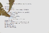 德氏雙蓋蕨藏品圖，第2張