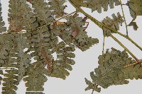 德氏雙蓋蕨藏品圖，第3張