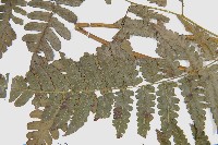 德氏雙蓋蕨藏品圖，第4張