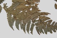 德氏雙蓋蕨藏品圖，第5張