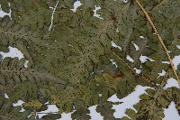 擬德氏雙蓋蕨藏品圖，第3張