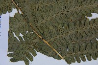 擬德氏雙蓋蕨藏品圖，第4張