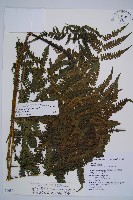 奄美短腸蕨藏品圖，第1張