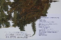 奄美短腸蕨藏品圖，第5張