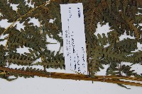 奄美短腸蕨藏品圖，第6張