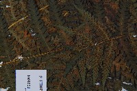 奄美短腸蕨藏品圖，第7張