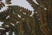 奄美短腸蕨藏品圖，第8張