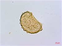 奄美短腸蕨藏品圖，第2張