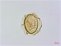 奄美短腸蕨藏品圖，第3張