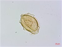 奄美短腸蕨藏品圖，第4張