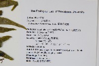 臺灣水龍骨藏品圖，第2張