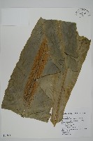 南洋山蘇花藏品圖，第1張