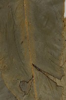 南洋山蘇花藏品圖，第3張