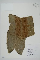 臺灣山蘇花藏品圖，第1張