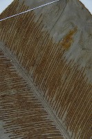 臺灣山蘇花藏品圖，第3張