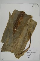 南洋山蘇花藏品圖，第1張