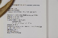 南洋山蘇花藏品圖，第2張