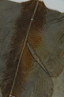 南洋山蘇花藏品圖，第3張