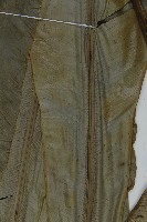 南洋山蘇花藏品圖，第4張