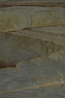 南洋山蘇花藏品圖，第5張