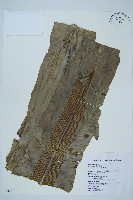 臺灣山蘇花藏品圖，第1張