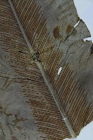 臺灣山蘇花藏品圖，第3張