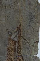 臺灣山蘇花藏品圖，第4張