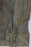 臺灣山蘇花藏品圖，第5張