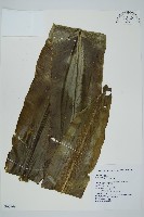 臺灣山蘇花藏品圖，第1張