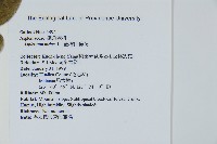 臺灣山蘇花藏品圖，第2張