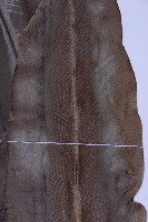 臺灣山蘇花藏品圖，第3張