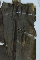 臺灣山蘇花藏品圖，第5張