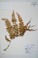 瓶蕨藏品圖，第1張