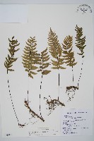 單邊鐵角蕨藏品圖，第1張