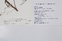 單邊鐵角蕨藏品圖，第2張