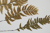 單邊鐵角蕨藏品圖，第3張