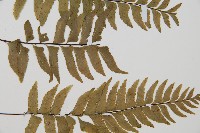 單邊鐵角蕨藏品圖，第4張