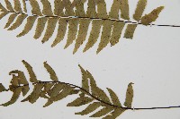 單邊鐵角蕨藏品圖，第5張