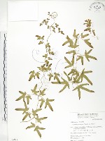 海金沙藏品圖，第1張