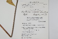 海岸星蕨藏品圖，第2張