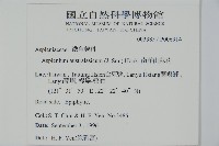 南洋山蘇花藏品圖，第2張