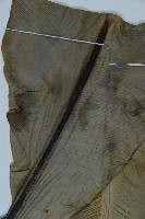 南洋山蘇花藏品圖，第4張