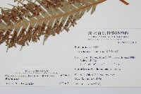 東方狗脊蕨藏品圖，第2張