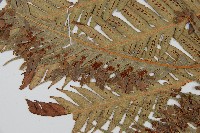 東方狗脊蕨藏品圖，第4張