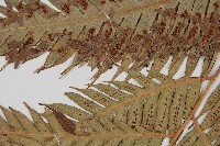 東方狗脊蕨藏品圖，第5張