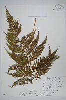 粗毛金星蕨藏品圖，第1張