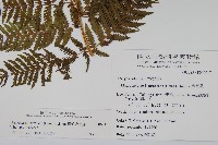 粗毛金星蕨藏品圖，第2張